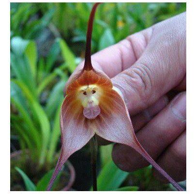 monkey%20orchid.jpg