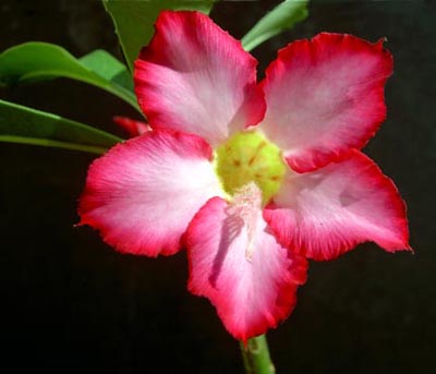 adenium_obesum_bloom.jpg