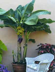 banana-tree-container.jpg