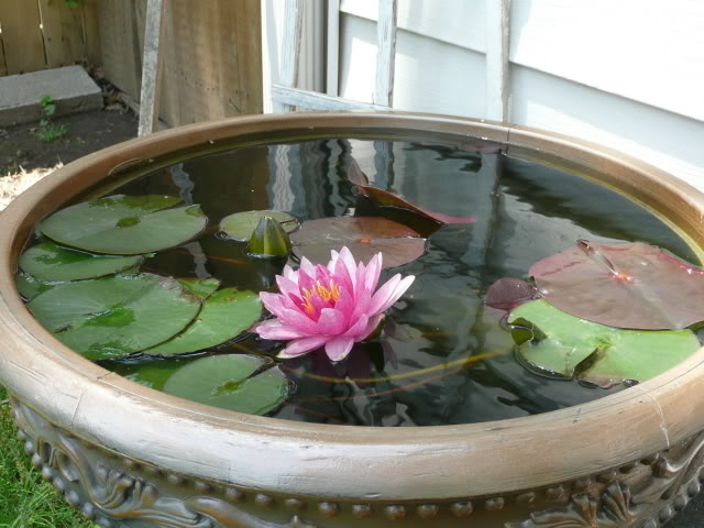 Waterlily in Pot.jpg