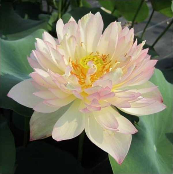 Red Peony Lotus.jpg