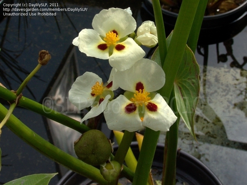 Ruby Eyed Arrowhead Flowers.jpg