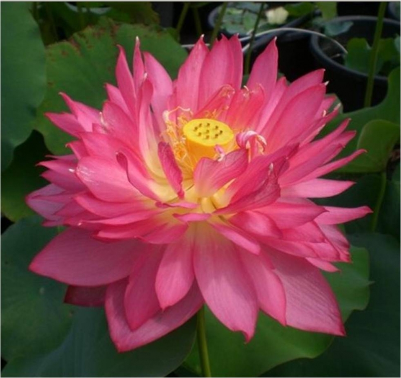 Long Petal Peach Red Lotus.jpg