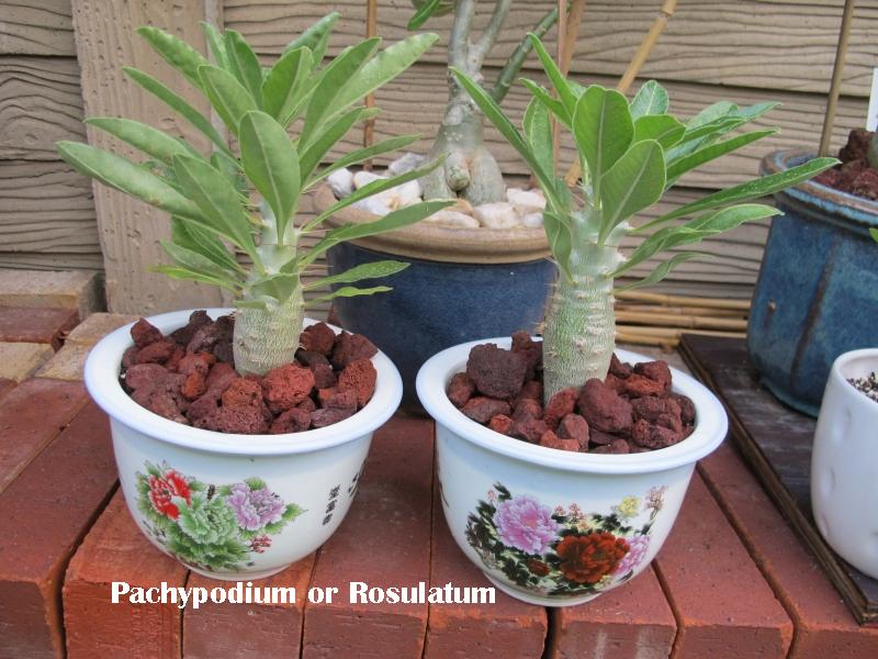 Pachypodium or Rosulatum.JPG